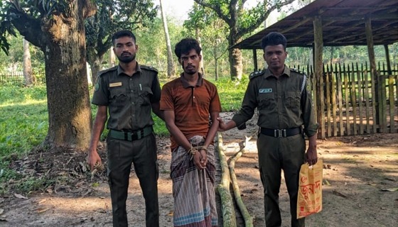 নবাবগঞ্জে বনের গাছ কাটার অভিযোগে গ্রেপ্তার  ১