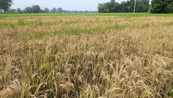 রাণীনগরে আগাছানাশক ছিটিয়ে ধান বিনষ্টের অভিযোগ