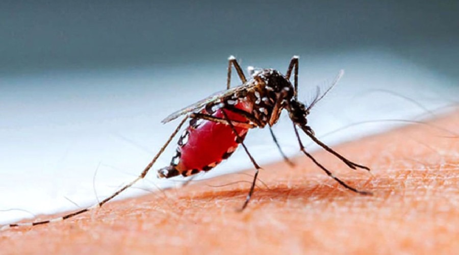 ডেঙ্গুতে আরও চারজনের মৃত্যু, হাসপাতালে ভর্তি সাত শতাধিক