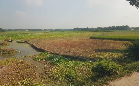 পুঠিয়ায় অবৈধভাবে পুকুর খনন করায় হাজার জমিতে জলাবদ্ধতা