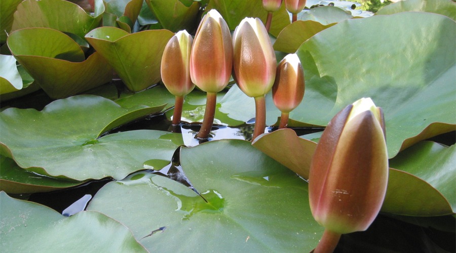 ইসির প্রতীক তালিকায় ‘শাপলা কলি’: এনসিপি কি গ্রহণ করবেন?