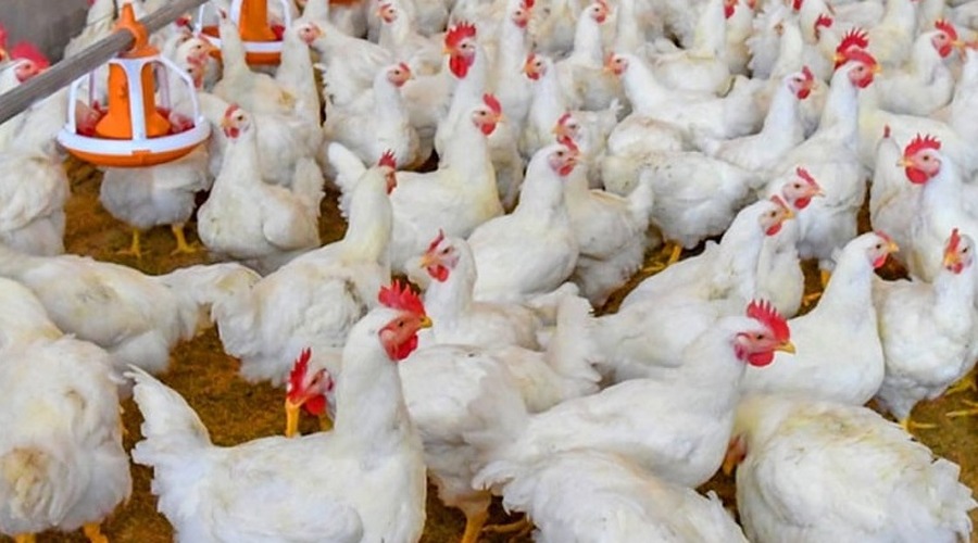 ৭ দফা দাবি: না মানলে শনিবার থেকে পোলট্রি খাত বন্ধের হুঁশিয়ারি