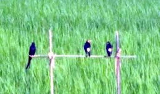 কাহারোলে ধান ক্ষেতে পোকা দমনে পাচিং পদ্ধতিতে লাভবান কৃষক