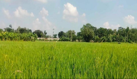 কাহারোলে আমন ধানের বিস্তীর্ণ মাঠে সবুজের সমারোহ