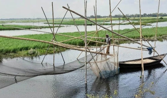 গাজনার বিলে অবাধে নিষিদ্ধ  জাল দিয়ে পোনা মাছ নিধন
