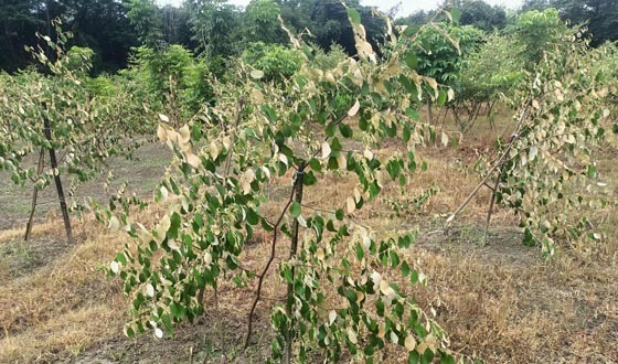 পাটকেলঘাটায় গাছের সাথে এ কেমন শত্রুতা , কেটে সাবাড়