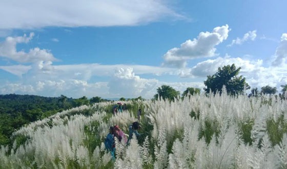 খাগড়াছড়ি শরতের কাশবন, প্রকৃতির আঁকা জীবন্ত ক্যানভাস