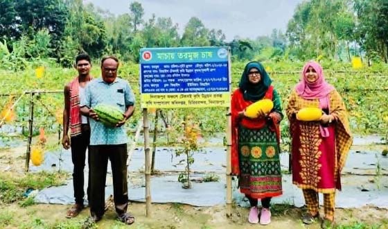 চিরিরবন্দরে গ্রীষ্মকালীন তরমুজ চাষে আগ্রহ বাড়ছে চাষিদের
