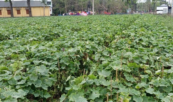 নীলফামারীতে মাচাং পদ্ধতিতে খিরার আবাদে সফলতা