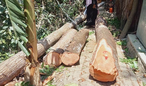 ইউনিয়ন পরিষদের গাছ কাটার অভিযোগ যুবলীগ নেতার বিরুদ্ধে