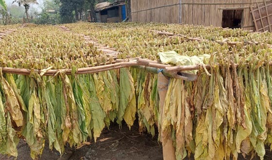 তিন কর্মকর্তার লুটপাটে ডুবছে বিএটি'র তামাক ব্যবসা
