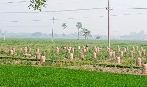 প্রচন্ড রোদে অস্বস্তিতে কৃষি শ্রমিকরা ব্যাহত হচ্ছে কাজকর্ম