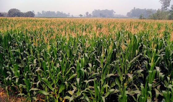 ঘোড়াঘাটে ভুট্টা চাষে আগ্রহী হচ্ছেন এলাকার চাষীরা