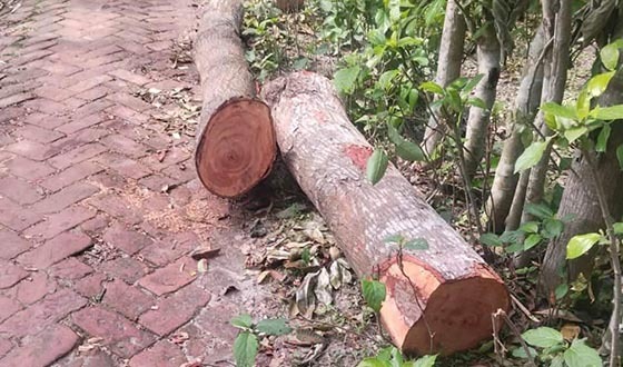 দেবহাটা সরকারী গাছ কাঁটায় ইউএনওর নিকট অভিযোগ