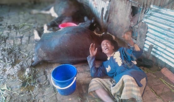 বিদ্যুৎস্পৃষ্টে দুটি গাভীর মৃত্যু, প্রাণে রক্ষা পেল মালিক