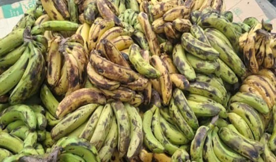 কাউখালীতে স্কুল ফিডিংয়ে পঁচা-বাসি খাবার পরিবেশনের অভিযোগ