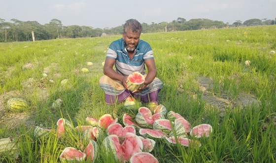 আমতলীতে তরমুজে দুবৃত্তদের দায়ের কোপ, কৃষকের স্বপ্ন ভঙ্গ