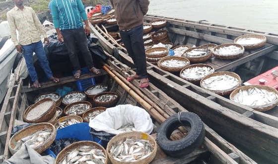 জাটকা নিধনের হটস্পট মেহেন্দীগঞ্জ, অভিযান করায় বিরুদ্ধে মানববন্ধন