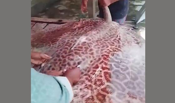 উজিরপুরে নিষিদ্ধ ‘শাপলা পাতা’ মাছ বিক্রি