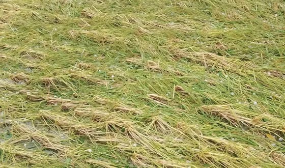 কালবৈশাখী ঝড় ও শিলাবৃষ্টিতে ধানসহ বসতবাড়িতে ব্যাপক ক্ষয়ক্ষতি