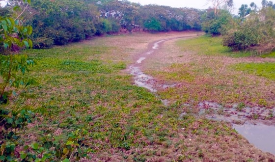 খালের লিজ দেওয়ার প্রক্রিয়ায় সেচ সংকটের ঝুঁকিতে ধানসহ সবজির আবাদ