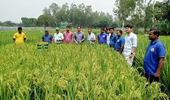ফুলবাড়ীতে উন্নত জাতের ধান চাষে প্রদর্শনী
