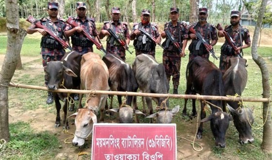 শ্রীবরদী সীমান্তে ভারতীয় গরু আটক