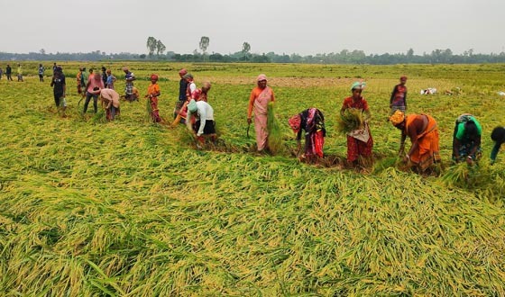মান্দায় সাত বিঘা জমির ধান কেটে নেওয়ার অভিযোগ