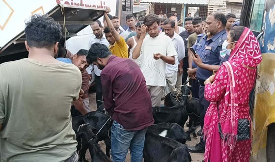 কালীগঞ্জে যাত্রীবাহী পরিবহনের বক্সে ছাগী বহন, জরিমানা