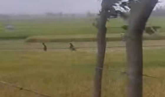 কলমাকান্দায় ধানকাঁটার শ্রমিকহীন দিশেহারা কৃষক