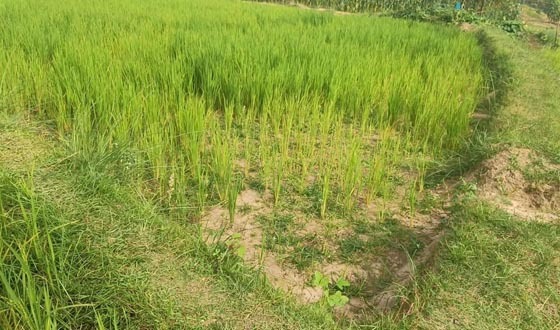 শেরপুরে তীব্র লোডশেডিং, বিপর্যস্ত জনজীবন ও কৃষি খাত