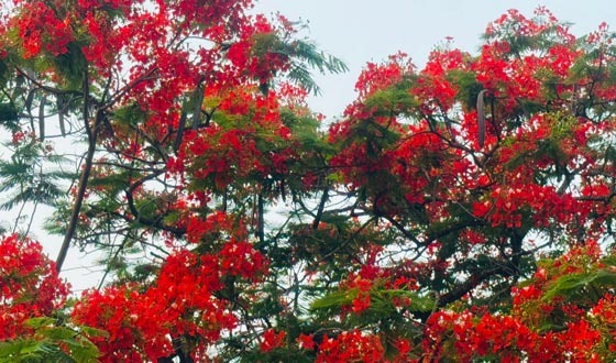 কৃষ্ণচূড়ার লাল ফুলে রঙিন শ্রীমঙ্গলের প্রকৃতি