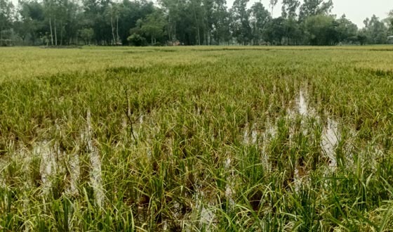 ভালুকায় রাতের আঁধারে জমির ধান কেটে নেয়ার অভিযোগ