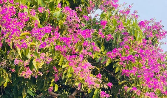 পথের ধারে মুগ্ধতা ছড়াচ্ছে জারুল ফুল