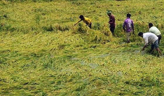 কালবৈশাখী ঝড়ে পাকা ধান ও বিদ্যুৎ লাইনে ব্যপক ক্ষতি