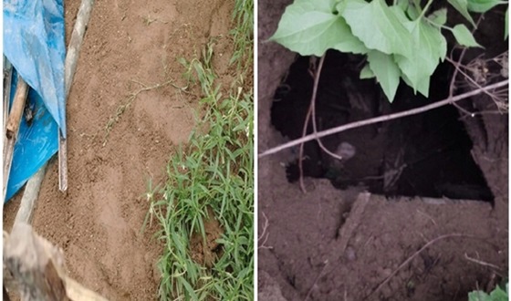 আটোয়ারীর ঢাংগাঢাংগী গোরস্থানের কবর হতে কঙ্কাল চুরী