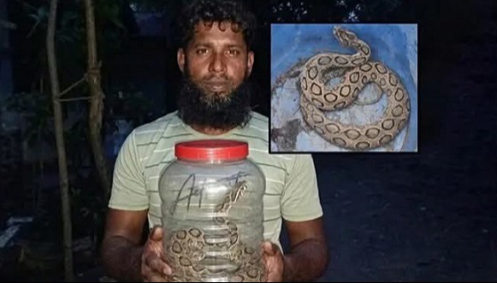 চাঁদপুরে রাসেলস ভাইপারের কামড় খেয়ে জ্যান্ত সাপ নিয়ে হাসপাতালে যুবক