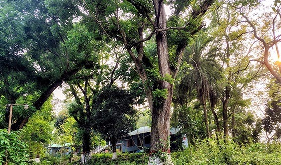 গারো পাহাড় এলাকায় ফিরছে বিলুপ্তপ্রায় পাখির কোলাহল