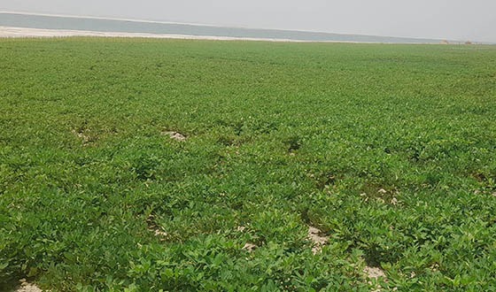 সুজানগরে চিনাবাদামের বাম্পার ফলনের সম্ভাবনা