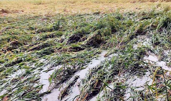 বরিশালে টানা ২ দিনের বর্ষণে বোরো ধানের ক্ষয়ক্ষতি