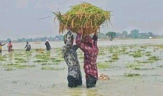 সুনামগঞ্জে হাওরের ধান তলিয়ে কৃষকের হাহাকার