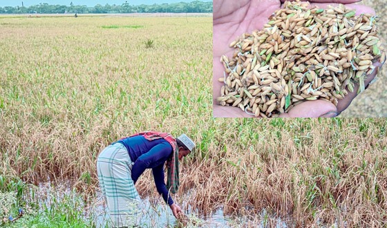 কলাপাড়ায় ক্ষেতে বৃষ্টির পানি জমে নষ্ট হচ্ছে পাকা ধান
