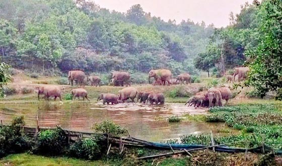 বন্যহাতির লোকালয়ে হানা, ফসল বাঁচাতে নির্ঘুম কৃষক