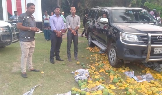 দেবহাটায় ক্যামিক্যাল মিশানো আম বিনষ্ট