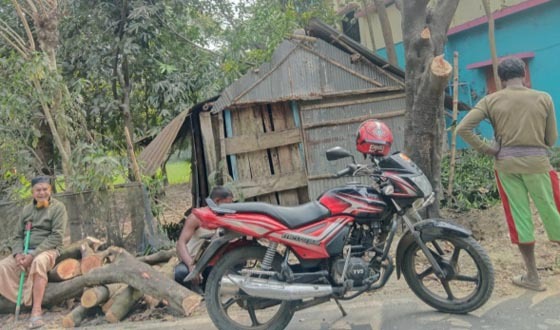 আশাশুনিতে সরকারি গাছ কর্তনের অভিযোগ