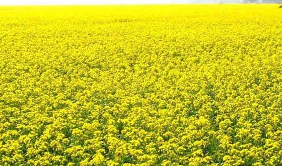 ঘোড়াঘাটে ২ হাজার ২০০ হেক্টর জমিতে সরিষার আবাদ