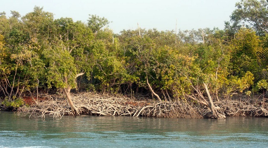 সুন্দরবনে আবারও বেড়েছে দস্যুতা