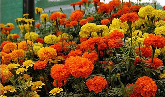 উৎসবে রঙ ছড়াচ্ছেন ঝিনাইদহের ফুলচাষিরা