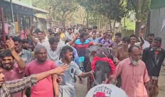 ধানের শীষের বিজয়ের বাজিতে মহিষ দান