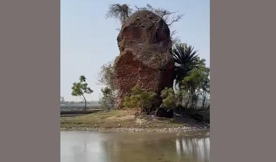 ইতিহাসের কঙ্কাল হয়ে দাঁড়িয়ে কালিগঞ্জের ‘নবরত্ন’ মন্দির